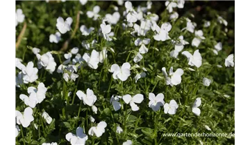 Gartenbaumschule Becker