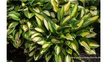 Gartenbaumschule Becker