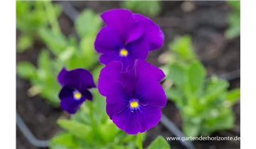 Gartenbaumschule Becker