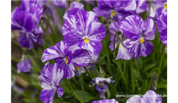 Gartenbaumschule Becker