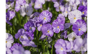 Gartenbaumschule Becker