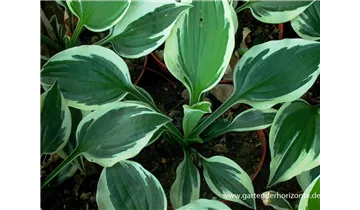 Gartenbaumschule Becker