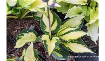 Gartenbaumschule Becker