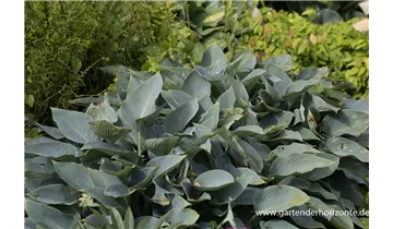 Gartenbaumschule Becker