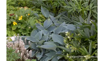 Gartenbaumschule Becker