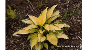 Gartenbaumschule Becker