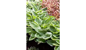 Gartenbaumschule Becker