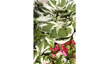 Gartenbaumschule Becker