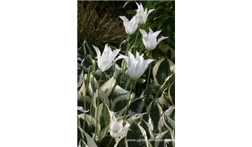 Gartenbaumschule Becker