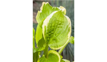 Gartenbaumschule Becker