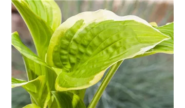 Gartenbaumschule Becker