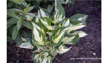 Gartenbaumschule Becker