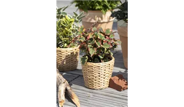 Gartenbaumschule Becker