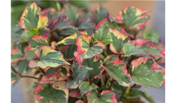 Gartenbaumschule Becker