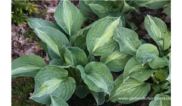 Gartenbaumschule Becker