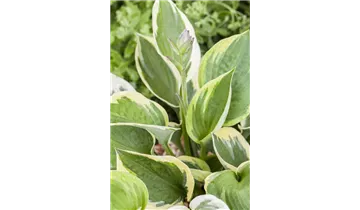 Gartenbaumschule Becker