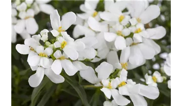 Gartenbaumschule Becker
