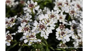 Gartenbaumschule Becker