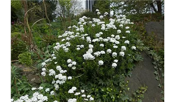 Gartenbaumschule Becker