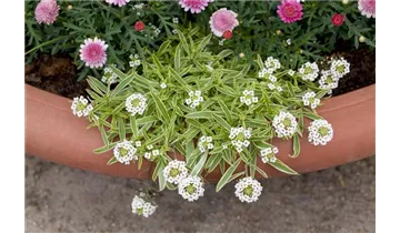 Gartenbaumschule Becker