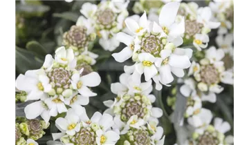 Gartenbaumschule Becker