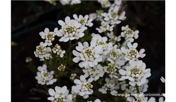 Gartenbaumschule Becker