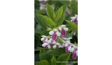 Gartenbaumschule Becker