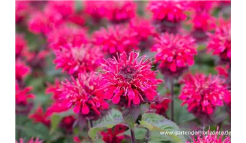 Gartenbaumschule Becker