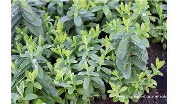 Gartenbaumschule Becker