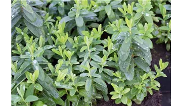 Gartenbaumschule Becker