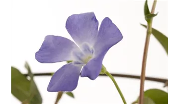 Gartenbaumschule Becker