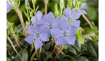 Gartenbaumschule Becker