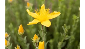 Gartenbaumschule Becker