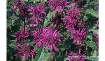 Gartenbaumschule Becker