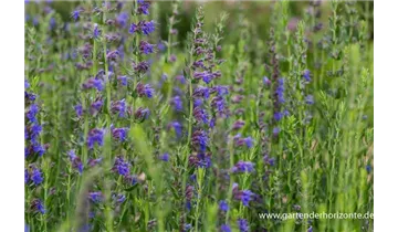 Gartenbaumschule Becker