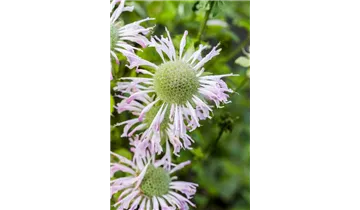 Gartenbaumschule Becker