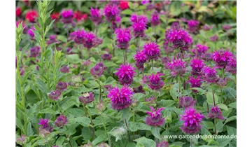 Gartenbaumschule Becker