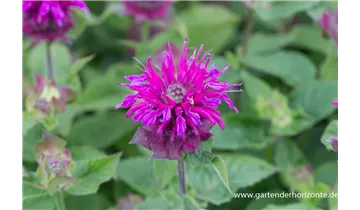 Gartenbaumschule Becker