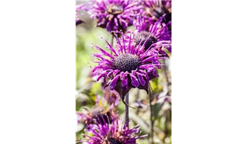 Gartenbaumschule Becker