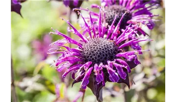 Gartenbaumschule Becker