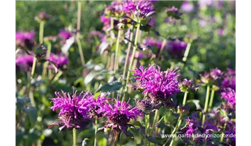 Gartenbaumschule Becker