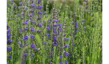 Gartenbaumschule Becker