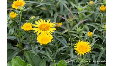 Gartenbaumschule Becker