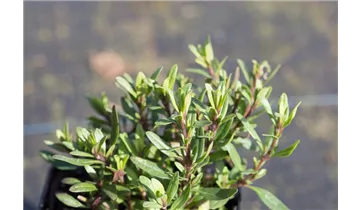 Gartenbaumschule Becker