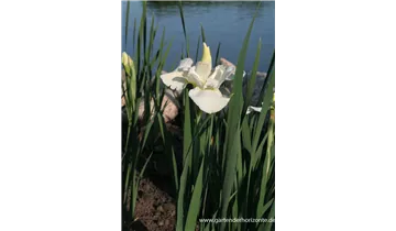 Gartenbaumschule Becker