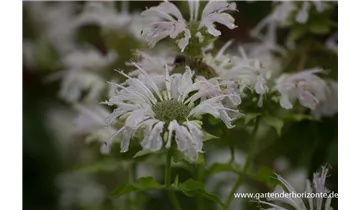 Gartenbaumschule Becker