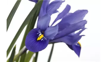 Gartenbaumschule Becker