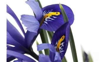 Gartenbaumschule Becker