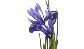 Gartenbaumschule Becker