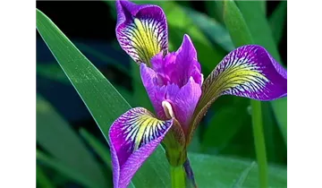 Gartenbaumschule Becker